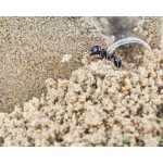 Anthouse Acrylic BIG Starter Kit Ants nests Kits Anthouse