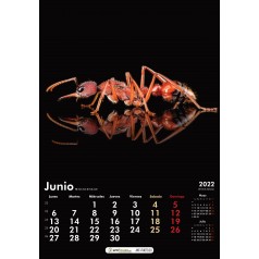 Calendario delle formiche 2022