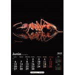Ant Calendar 2022 OUTLET Anthouse