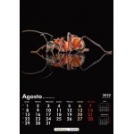 Calendrier des fourmis 2022 Anthouse OUTLET