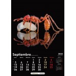 Calendario de Hormigas 2022 Anthouse OUTLET