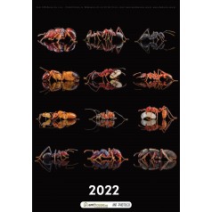 Calendari de Formigues 2022 Anthouse OUTLET 2