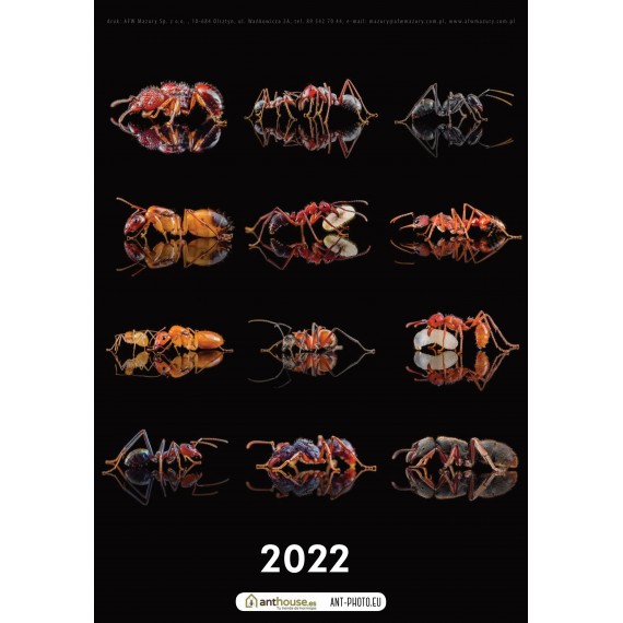 Calendario de Hormigas 2022 Anthouse OUTLET