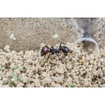 Anthouse 3D Starter Kit Ants nests Kits Anthouse