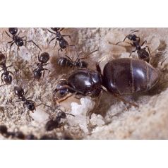Colonie de Lasius niger Anthouse Fourmis gratuites 2