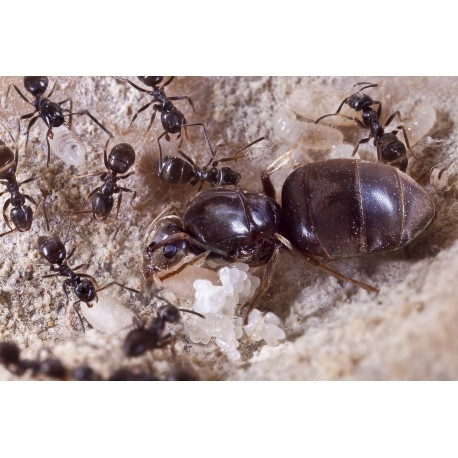 Colony of Lasius niger (suitable for beginners) Free Ants Anthouse