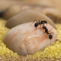 copy of AntHouse Sandwich-Acri/Medium Kits Ants nests Kits Anthouse