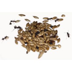 Semillas-Mezcla-Tipo I 50gr Anthouse Alimentación