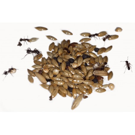 Gemischte Samen- Typ I 50g Nahrung Anthouse