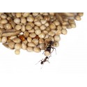 Gemsichte Samen- Typ II 50g Nahrung Anthouse
