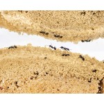 Sand Ant Farm 3D - L - with Free Ants and Queen (Formicarium Educational) Home Anthouse