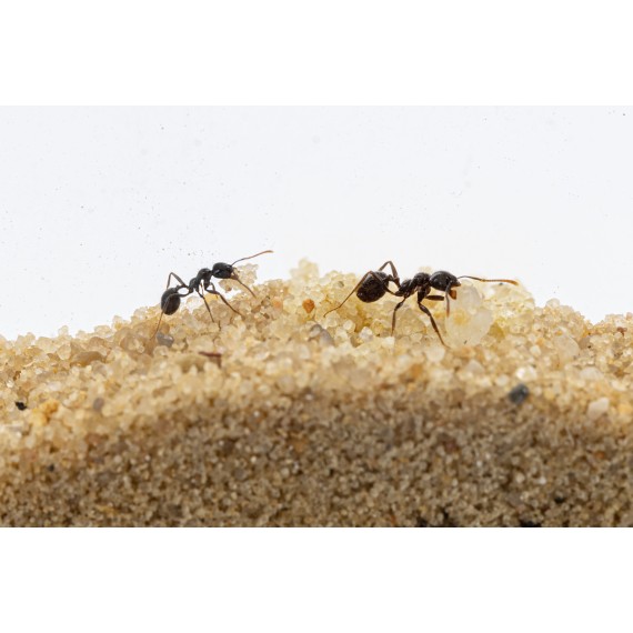 AntHouse - Fourmilière de Sable | Kit T 3D 15x15x1,5 cm | Ferme de AntHouse - Fourmilière de Sable | Kit T 3D 15x15x1,5 cm | Ferme de