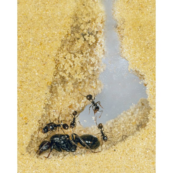 Sand Ant Farm Medium Anthill, Formicarium, Educational, Ants 