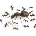 Colonia de Lasius grandis Anthouse  Hormigas Gratis