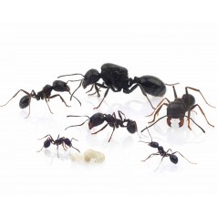 Colònia de formigues Messor...