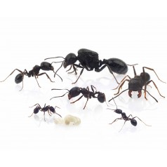 Colony of Messor structor Free Ants Anthouse