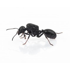 Queen Messor structor Ants Free