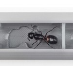 Tubex 3D Vertical, Nuevo Tubo de Ensayo 3D Anthouse Contenedores