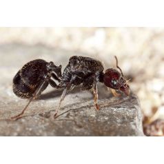 Hormiga Reina de Messor barbarus Anthouse  Hormigas Gratis 2