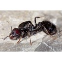 Queen of Messor barbarus Ants Free Anthouse