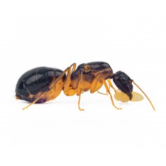 Reine de Camponotus pilicornis