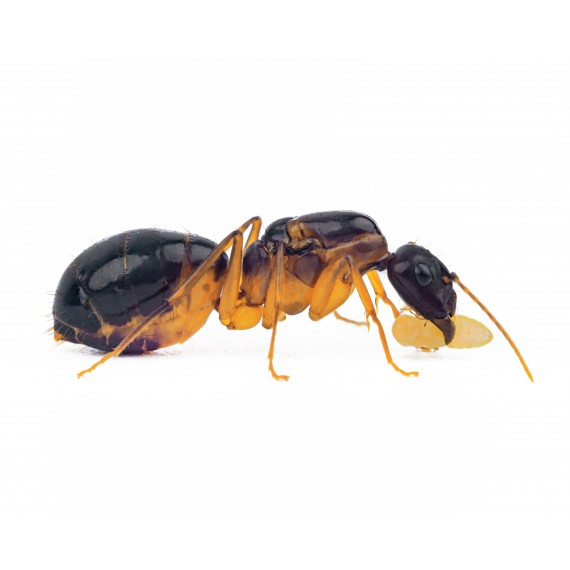 Reina de Camponotus pilicornis (Dorada) Anthouse  Hormigas Gratis