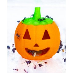 Pumpkin Feeder 3D - Lit de semence pour fourmis moissonneuses Anthouse Autres accessoires 2