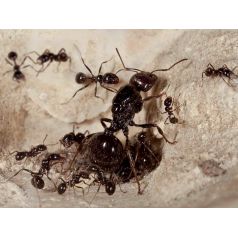 Colony of Messor barbarus (suitable for beginners) Free Ants Anthouse 2
