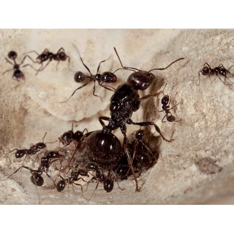 Colonia de Hormigas Messor barbarus con Reina (idonea para principiantes) Anthouse  Hormigas Gratis