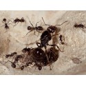 Colony of Messor barbarus (suitable for beginners) Free Ants Anthouse