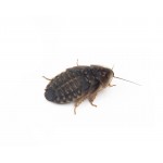Blaptica Dubia Anthouse Cibo