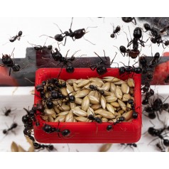 Height Feeder (Qbik Foraging Boxes) QBIKS Ant's Nests Modular 3D 2