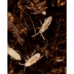 Collembolo-Anbau (Tropical White) 500cc  Inicio