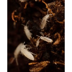 Cultivo colembolo (Tropical White) 500cc  Categorías 2