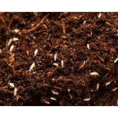 Cultivo colembolo (Tropical White) 500cc  Categorías