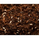 Culture de collembolo (Tropical White) 500cc  Accueil