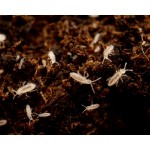 Coltivazione Collembolo (Tropical White) 500cc  Inicio