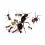Colònia de formigues Messor Barbarus (Idònea Per a Principiants)