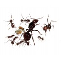 Colony of Messor barbarus (suitable for beginners) Ants Free Anthouse