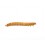 Mealworms (Living food)