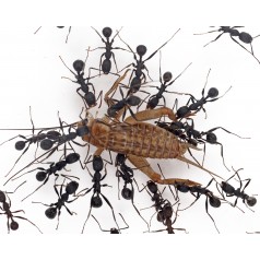 Crickets Acheta domestica (30-40 live crickets) Food Anthouse