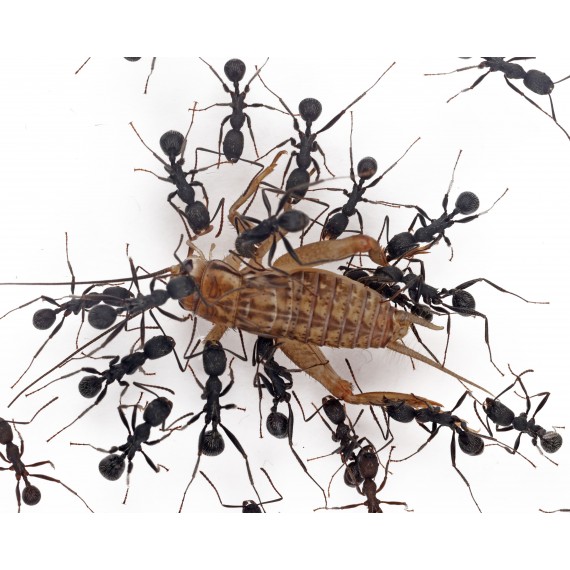 Crickets Acheta domestica (20-30 live crickets) Food Anthouse