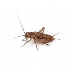Crickets Acheta domestica Food Anthouse 2