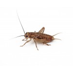 Crickets Acheta domestica (20-30 live crickets) Food Anthouse