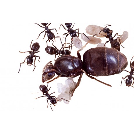Lasius niger Kolonie 1Q5-10W Ameise Ameisenkolonie 