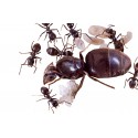 Colony of Lasius niger (suitable for beginners) Free Ants Anthouse