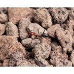 Volcanic Gravel 500cc  Inicio
