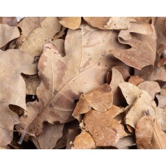 Oak Leaves 500cc  Inicio