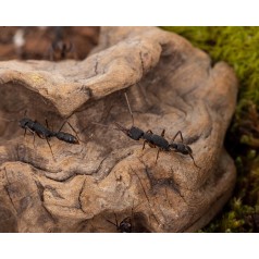 Tronc naturel  Accueil