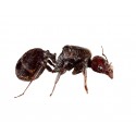 Queen of Messor barbarus Free Ants Anthouse